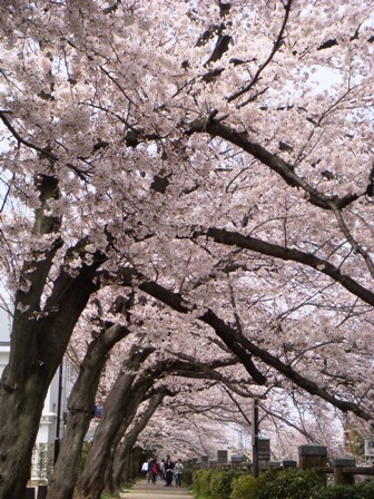 桜４.JPG